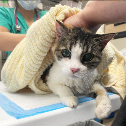 BBAWC Rescue Clinic – Brooklyn Bridge Animal Welfare Coalition BBAWC Rescue Clinic – Brooklyn Bridge Animal Welfare Coalition