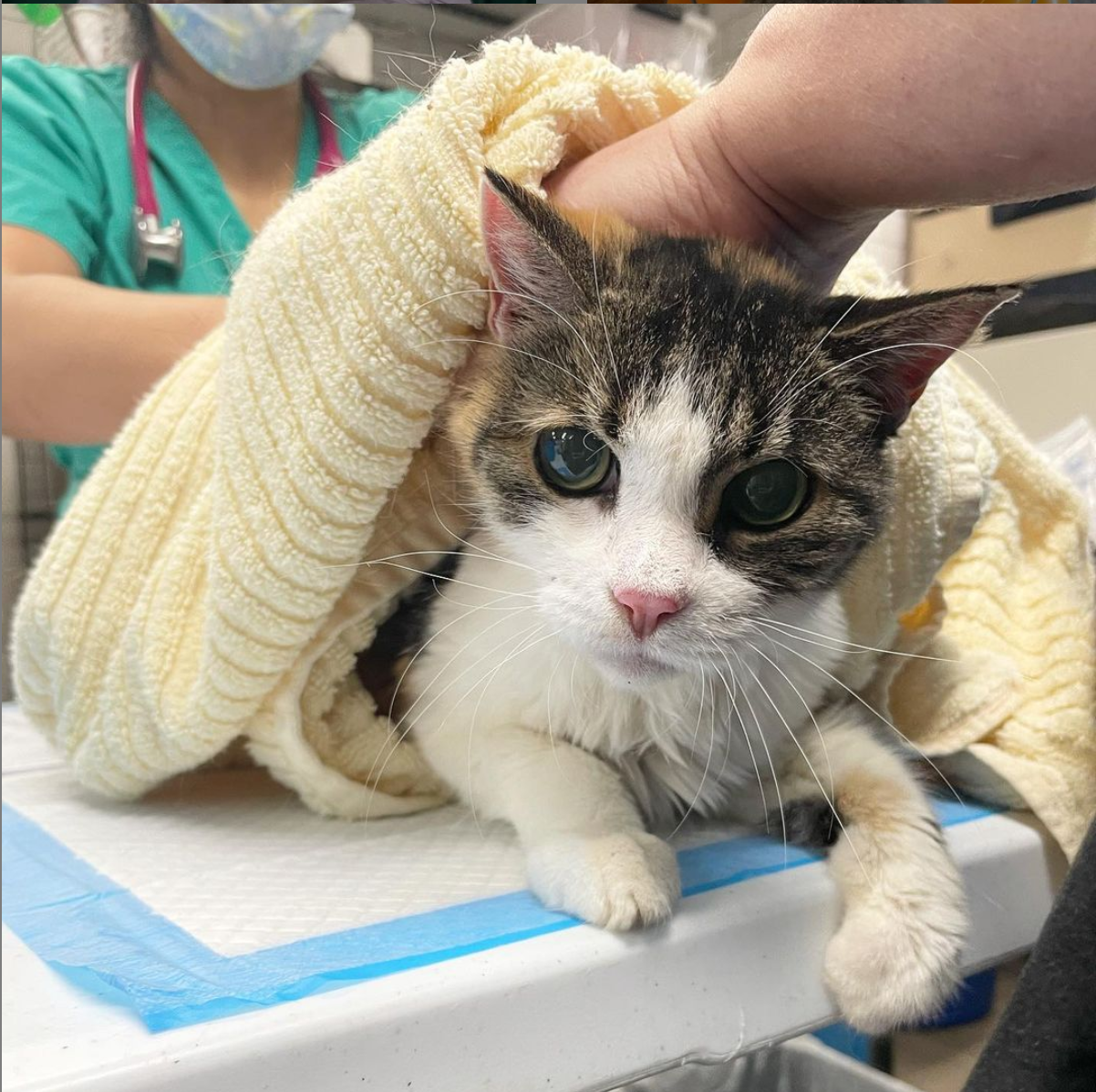 BBAWC Rescue Clinic Brooklyn Bridge Animal Welfare Coalition