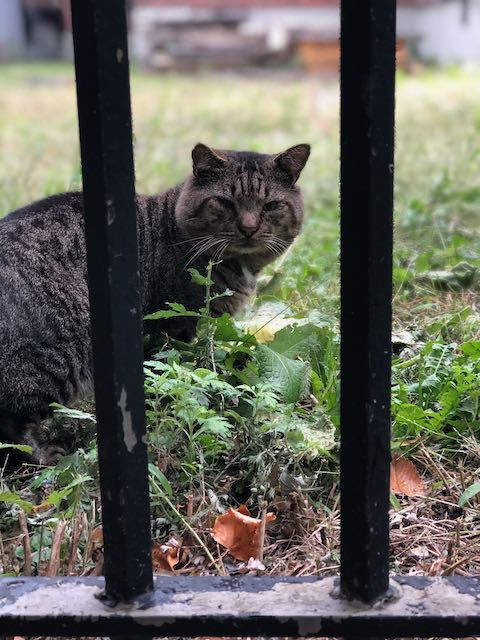 Community / Feral Cat Assistance