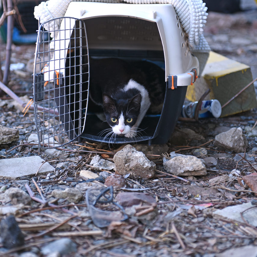 CATS Bridge To Rescue  Cat & Kitten Pet Adoptions